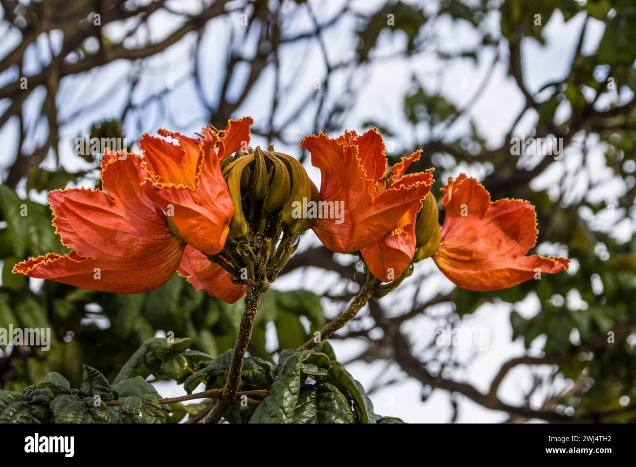 Afrikanischer Tulpenbaum (Spathodea campanulata) - Blumen Stockfoto