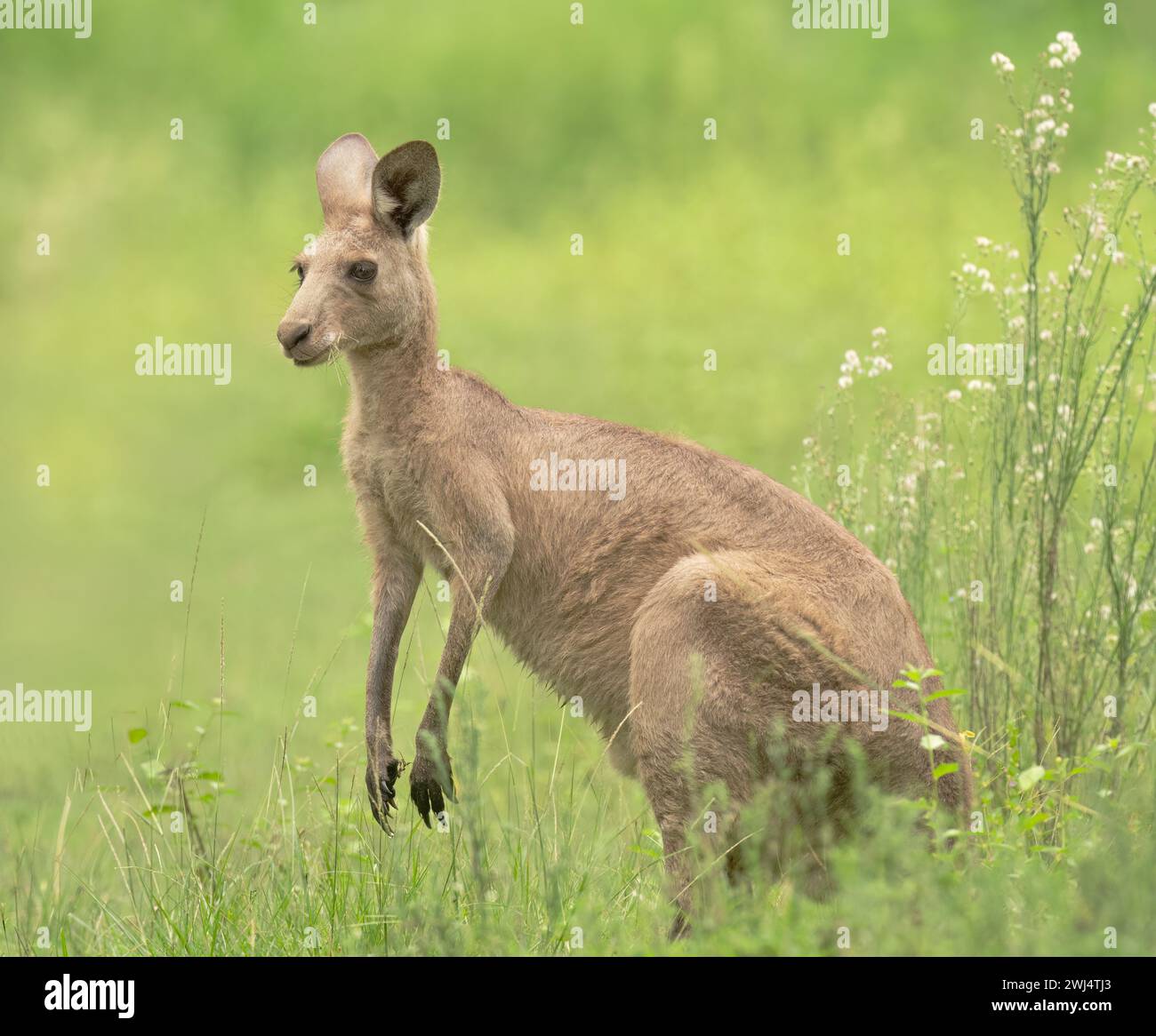 Graues Känguru („Macropus giganteus“), das Gras an der Gold Coast, Queensland, Australien, ernährt, grüner, entschlossener Hintergrund. Stockfoto