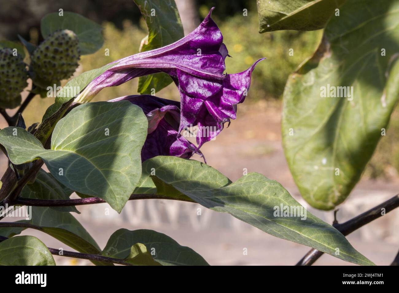 Indische Datura (Datura metel) im botanischen Garten Stockfoto