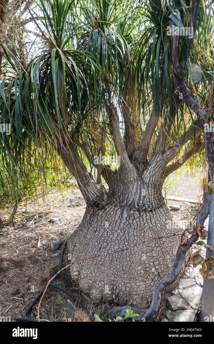 Elefantenfuss beaucarnea recurvata -Fotos und -Bildmaterial in hoher  Auflsung  Alamy