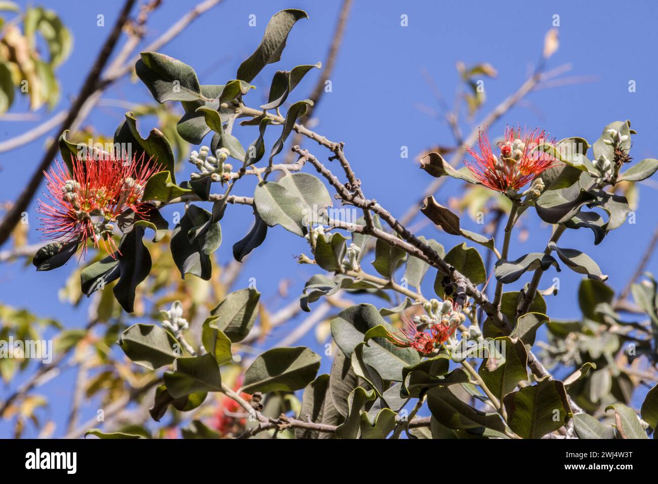 Metrosideros-Sorte im botanischen Garten Stockfoto