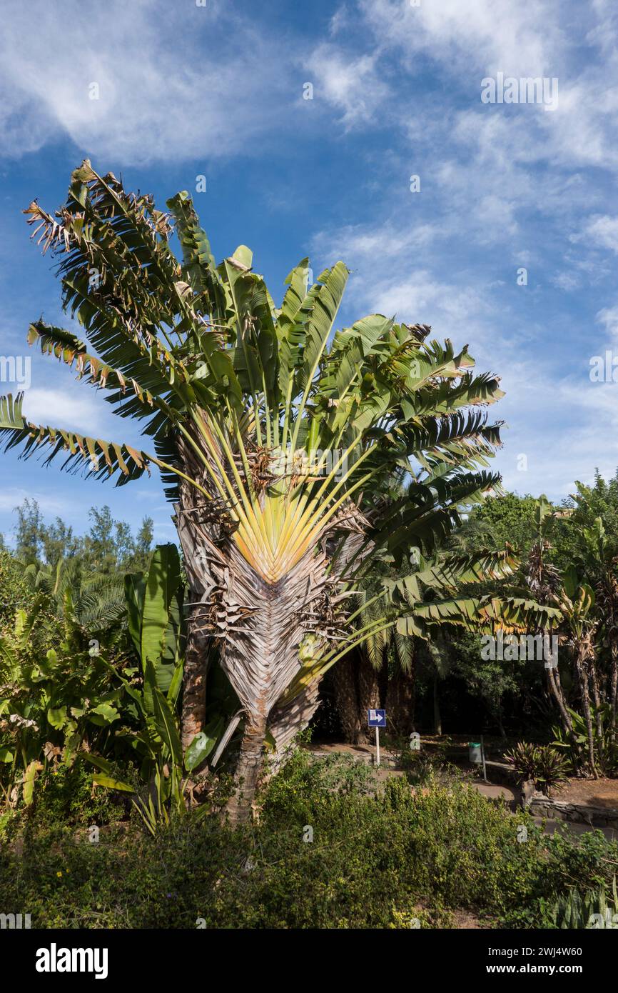 Reisender Baum (Ravenala madagascariensis) im Botanischen Garten Stockfoto