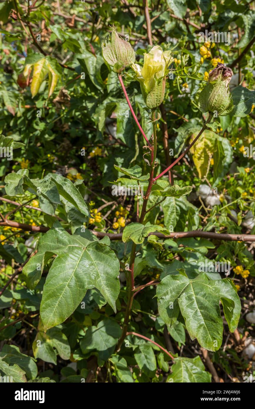 Baumwollpflanze (Gossypium spec.), Baumwolle im botanischen Garten Stockfoto