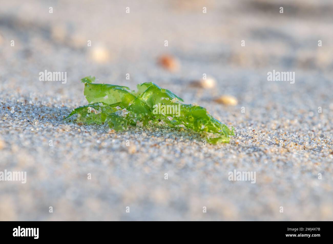 Meeressalat Stockfoto