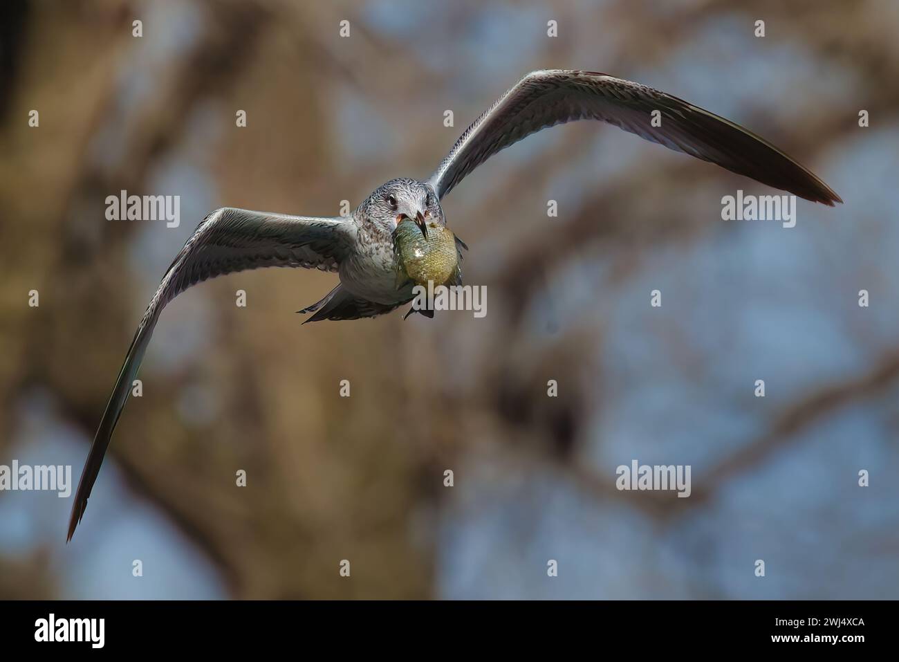 Vogel, der mit voll ausgestreckten Flügeln am Himmel schwingt Stockfoto