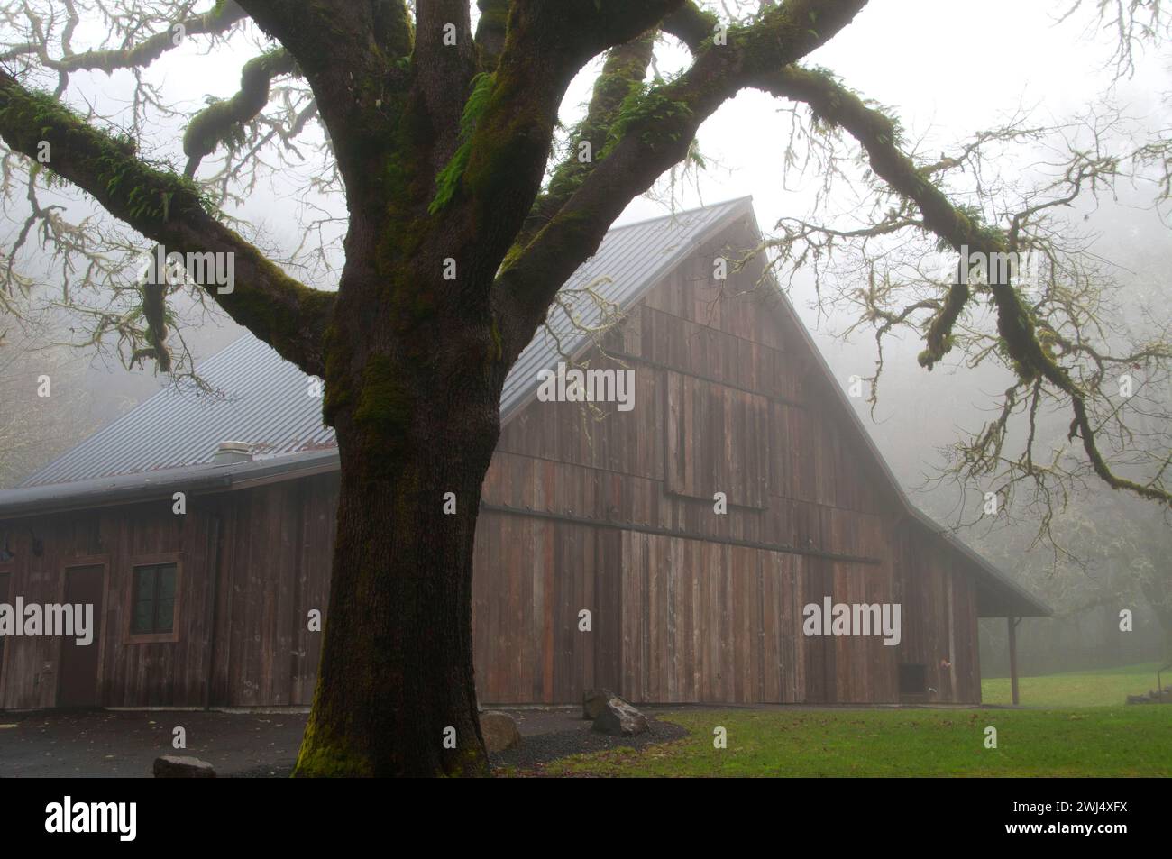 Scheune mit Eiche im Nebel, Beazell Memorial Forest County Park, Benton County, Oregon Stockfoto