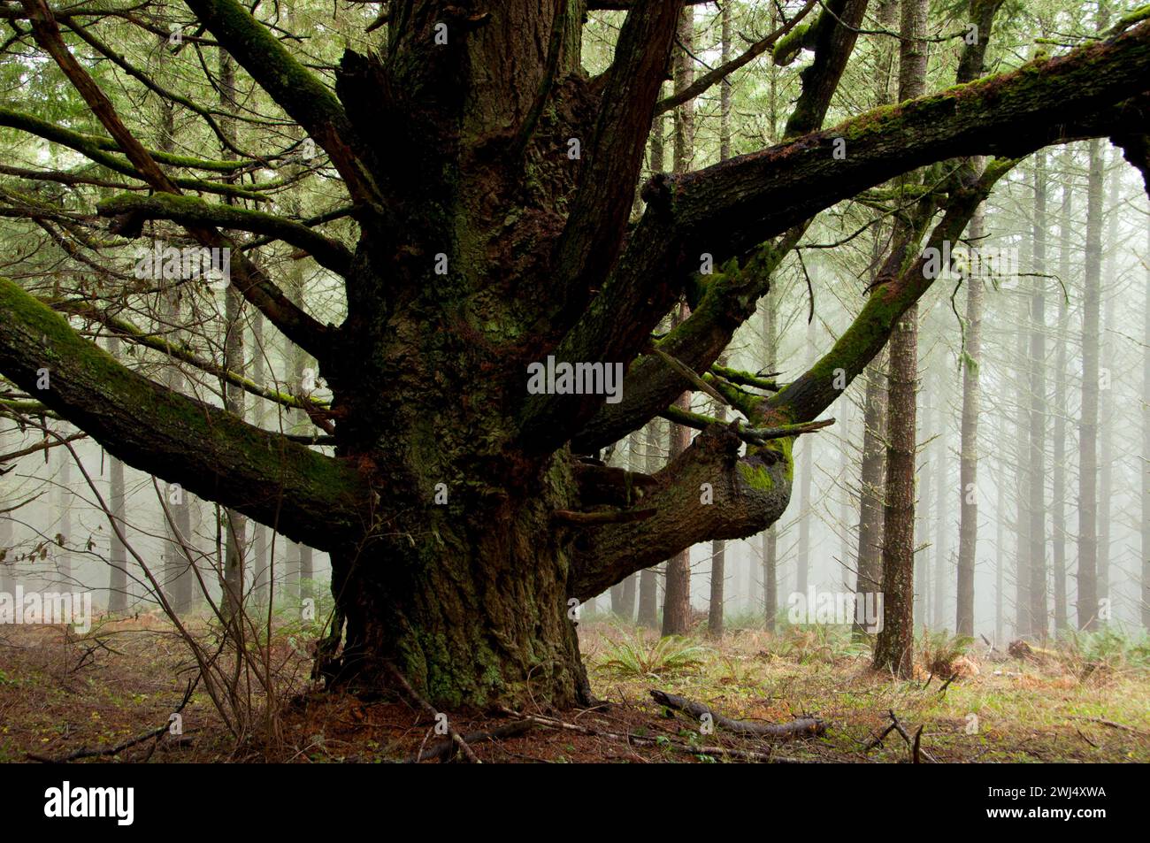 Douglasien entlang des South Meadow Trail, Beazell Memorial Forest County Park, Benton County, Oregon Stockfoto