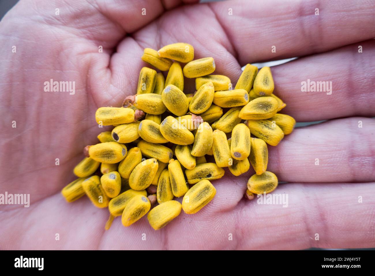 Pappelblättriger brachychiton- oder kurrajong-Flaschenbaum (Brachychiton populneus). Stockfoto