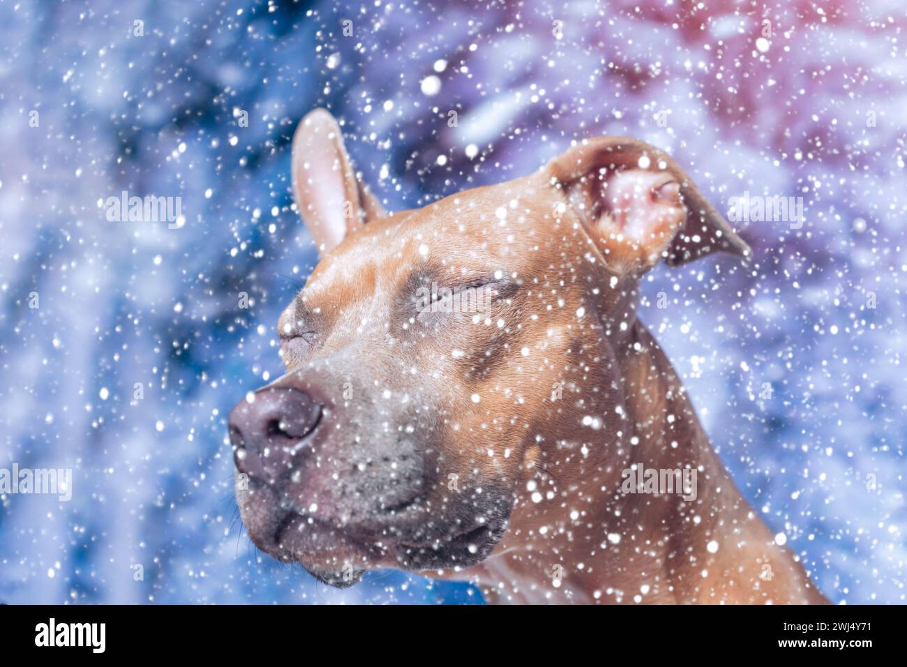 Der rothaarige, glatthaarige Staffordshire Terrier Hund blinzelte und wandte sich vom Schnee ab Stockfoto