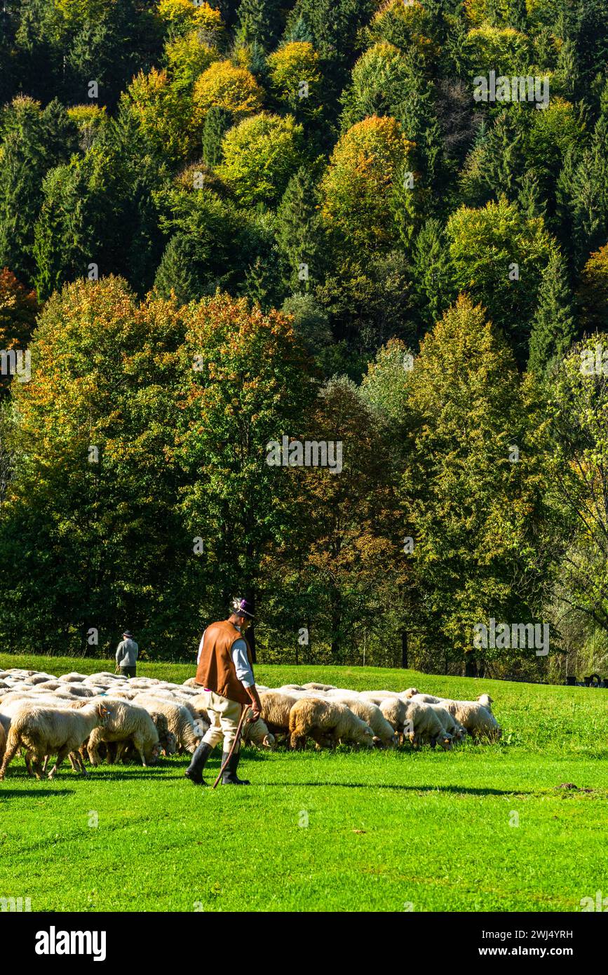SZCZAWNICA, POLEN - 14. OKTOBER 2023: Traditionelle Karpaten führen Schafe von der Weide in den Bergen zu Dörfern Stockfoto