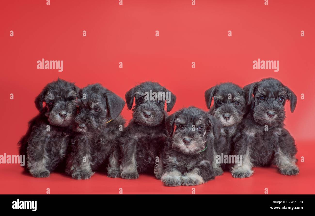 Sechs kleine Schnauzer-Welpen sitzen auf rotem Atelierhintergrund Stockfoto