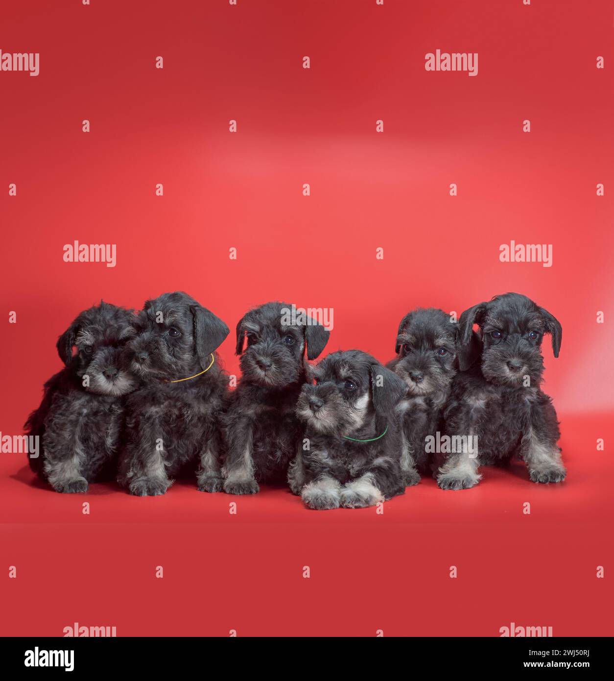 Sechs kleine Schnauzer-Welpen sitzen auf rotem Atelierhintergrund Stockfoto