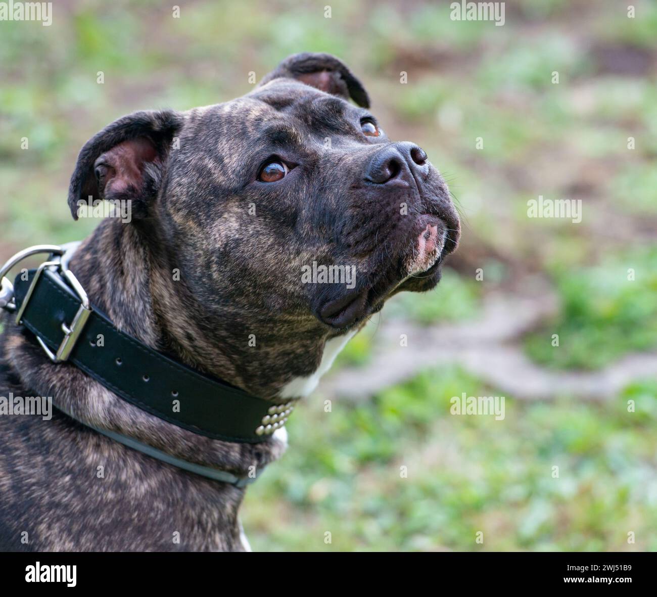 Staffordshire Bullterrier ist ein sehr beliebter Familienhund, auch als Babysitterhund bekannt Stockfoto