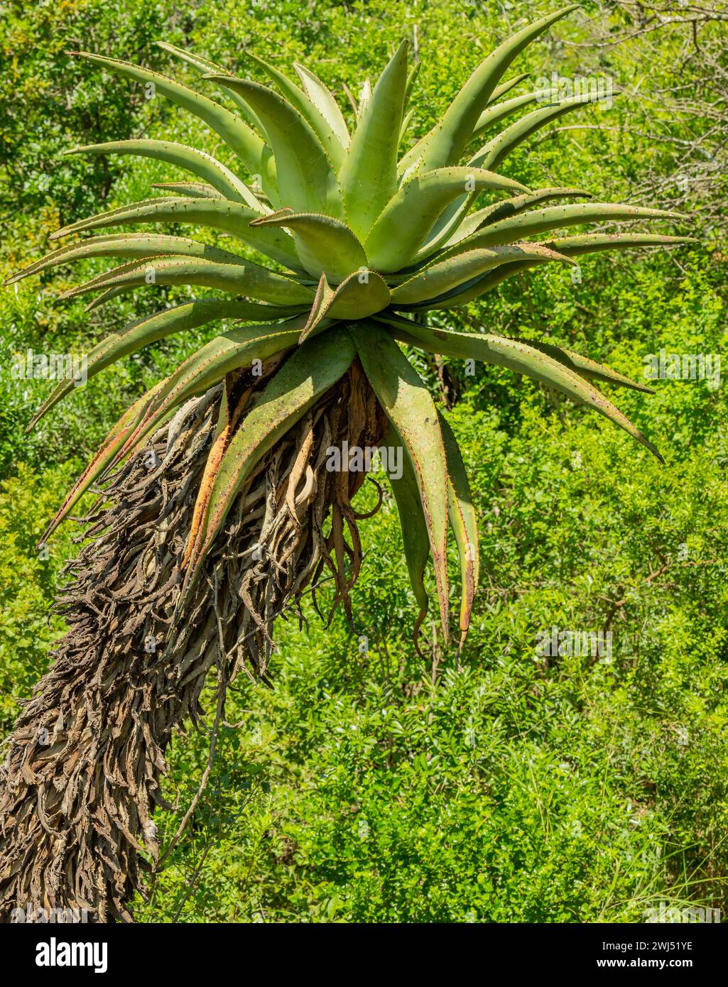 Afrikanische Aloe in Buschlandschaft aus dem Naturschutzgebiet Hluhluwe Nationalpark Südafrika Stockfoto