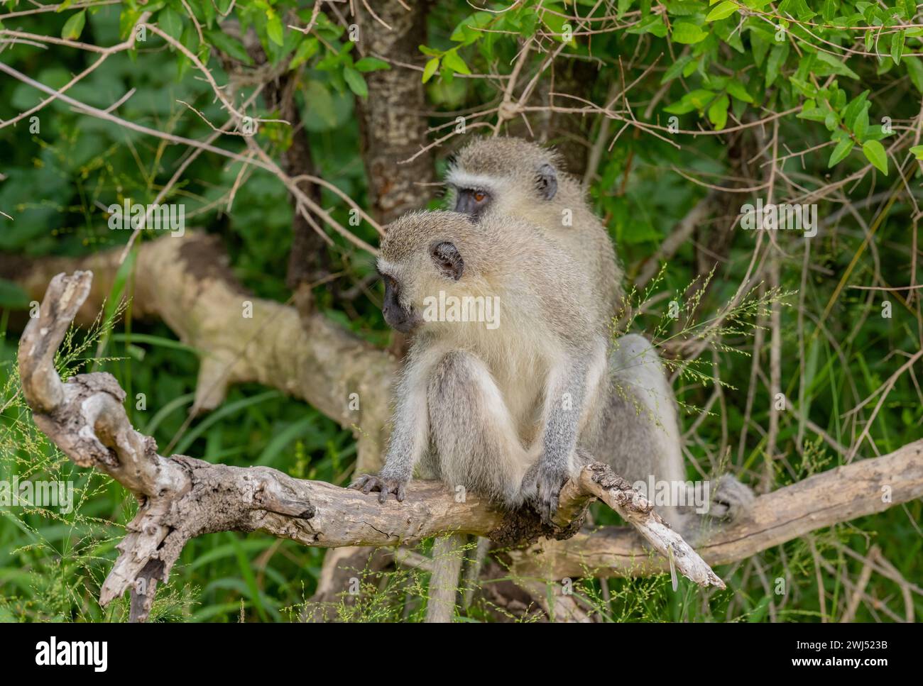 Südlicher grüner Affe im Naturschutzgebiet Hluhluwe Nationalpark Südafrika Stockfoto