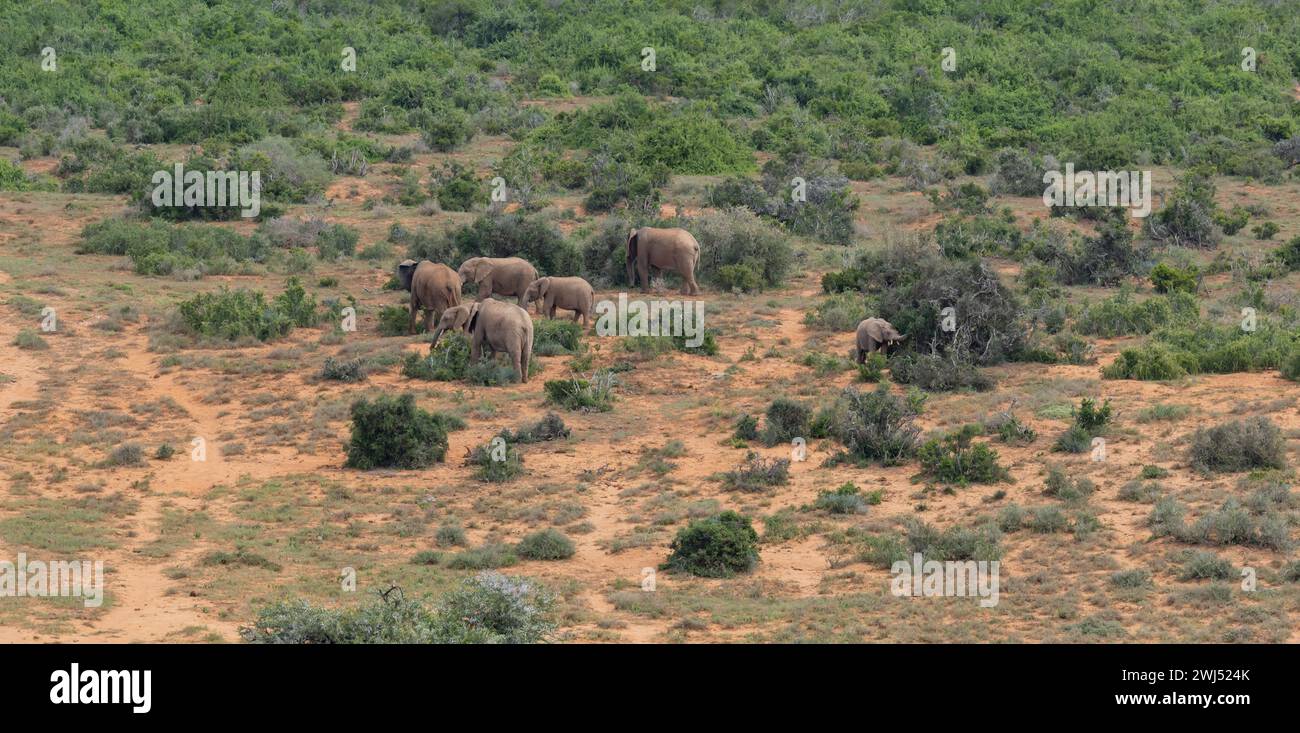 Elefantenherde in der wilden Savannenlandschaft Afrikas Stockfoto