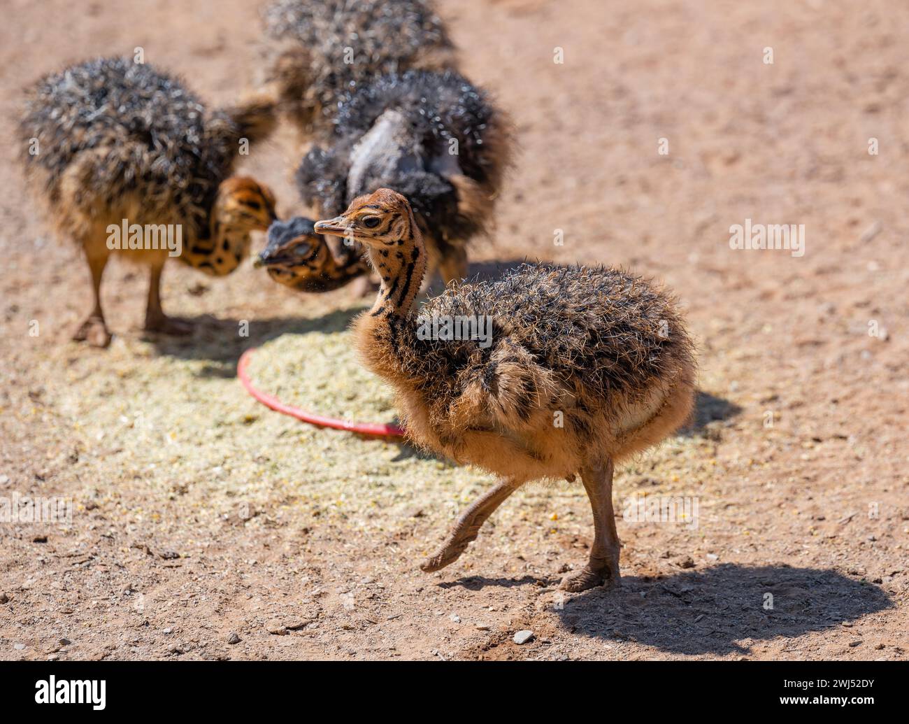 Afrikanische Straußenküken auf einer Straußenfarm in der Halbwüstenlandschaft von Oudtshoorn Südafrika Stockfoto