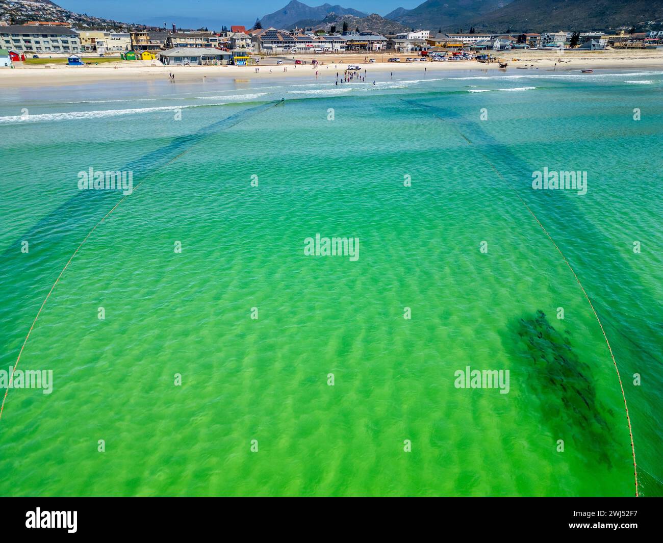 Wandern Sie Fischer, ziehen Sie Fischernetze mit Gelbschwanzfang ein, Fish Hoek, Kapstadt, Südafrika Stockfoto