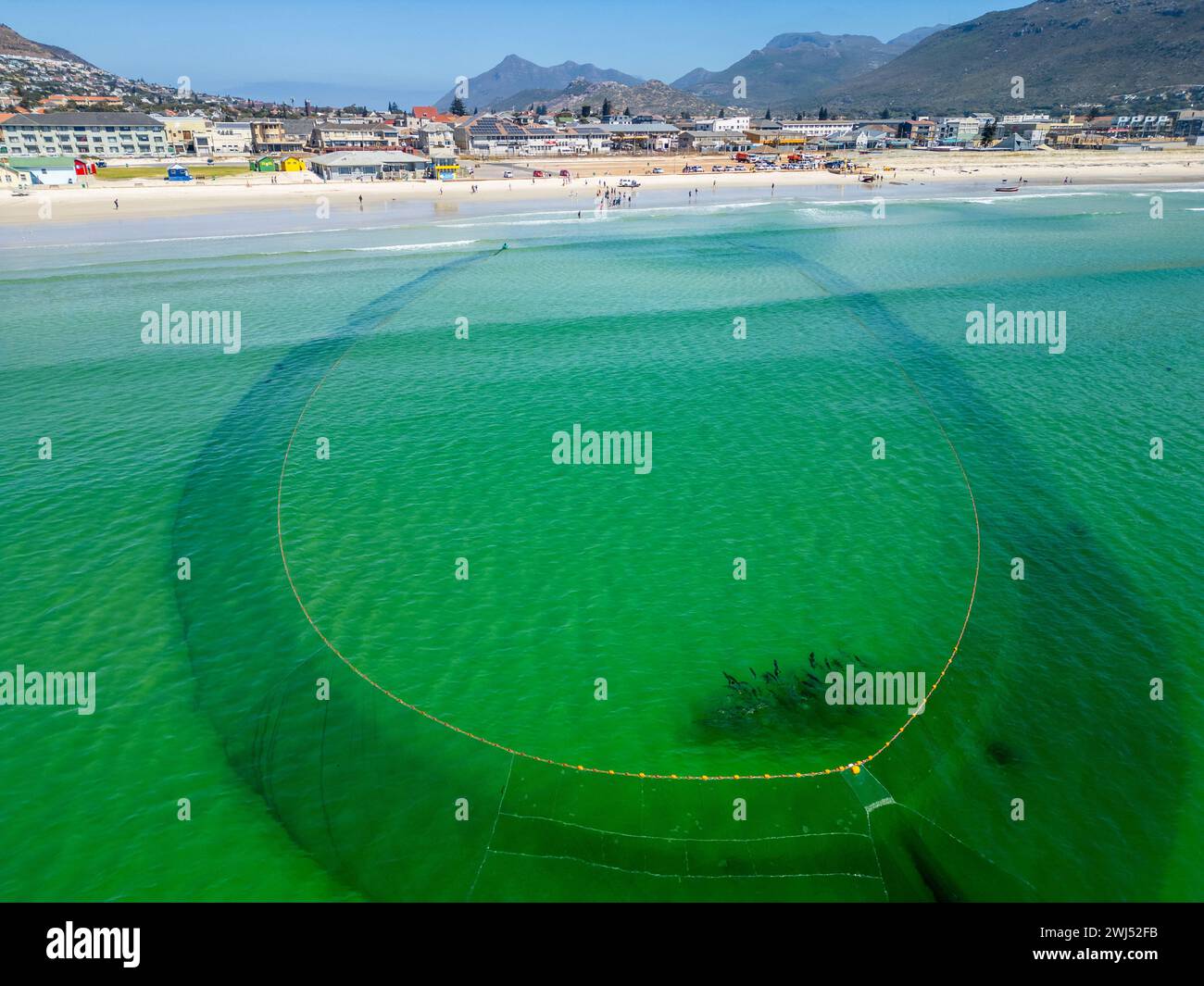 Wandern Sie Fischer, ziehen Sie Fischernetze mit Gelbschwanzfang ein, Fish Hoek, Kapstadt, Südafrika Stockfoto