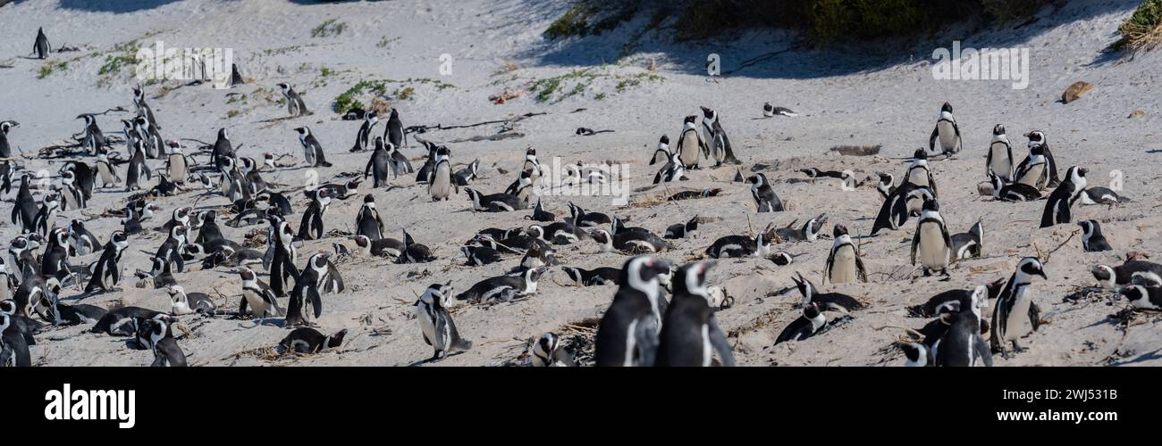 Afrikanische Pinguine am Boulders Beach in Simons Town Südafrika Stockfoto