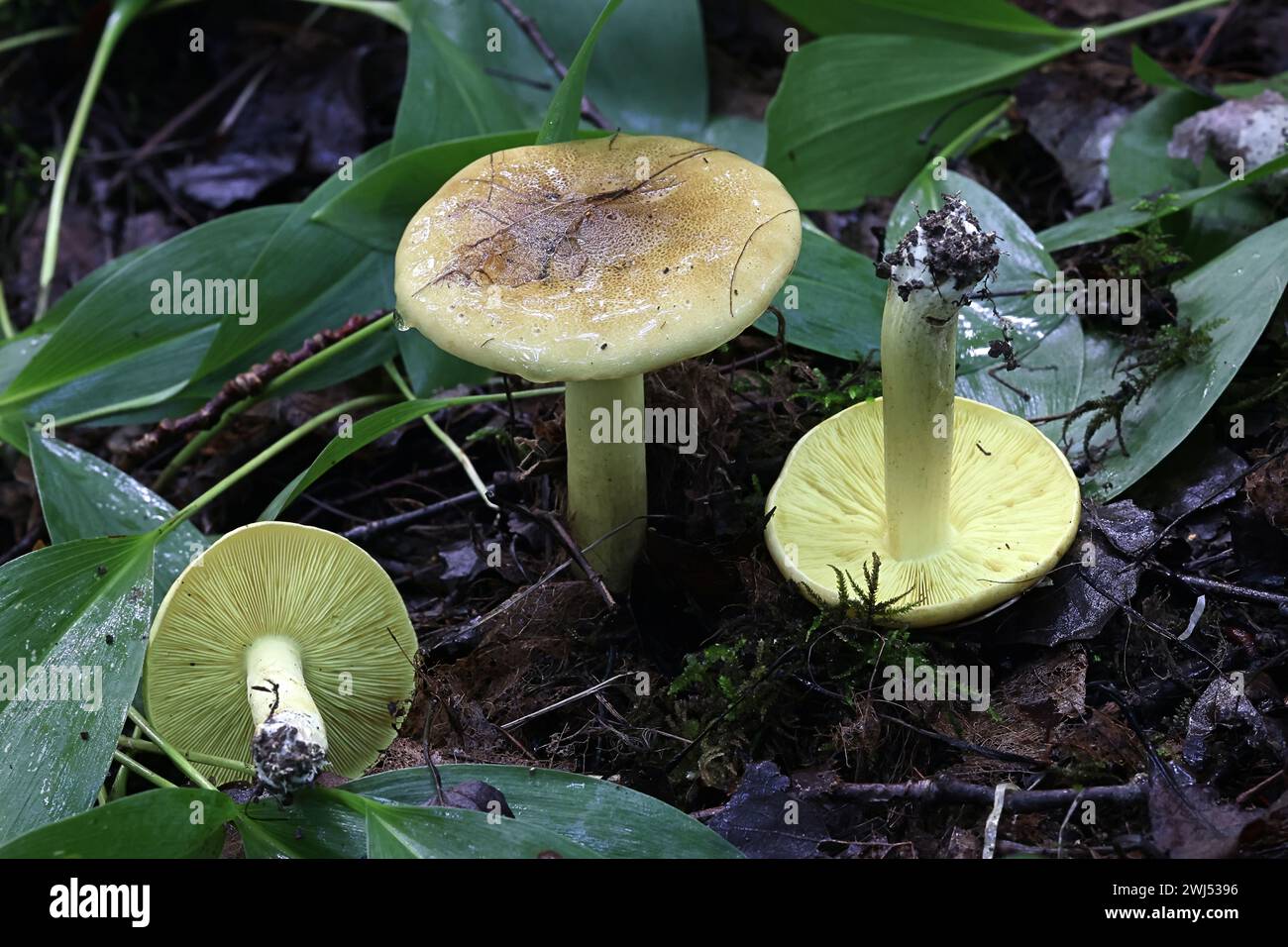 Tricholoma frondosae (Tricholoma equestre var. populinum), wie man mit dem Pferd oder gelb Ritter bekannt, Pilze aus Finnland Stockfoto