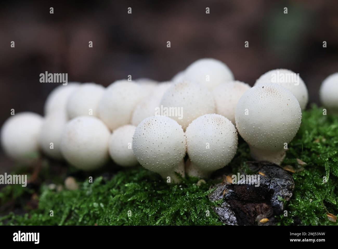 Apioperdon pyriforme, früher Lycoperdon pyriforme genannt, allgemein bekannt als der birnenförmige Puffball oder Stumpf Puffball, Pilz aus Finnland Stockfoto