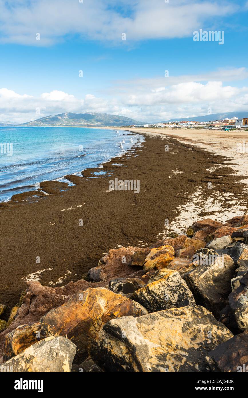 Algenbelastung am Strand von Tarifa, Spanien Stockfoto