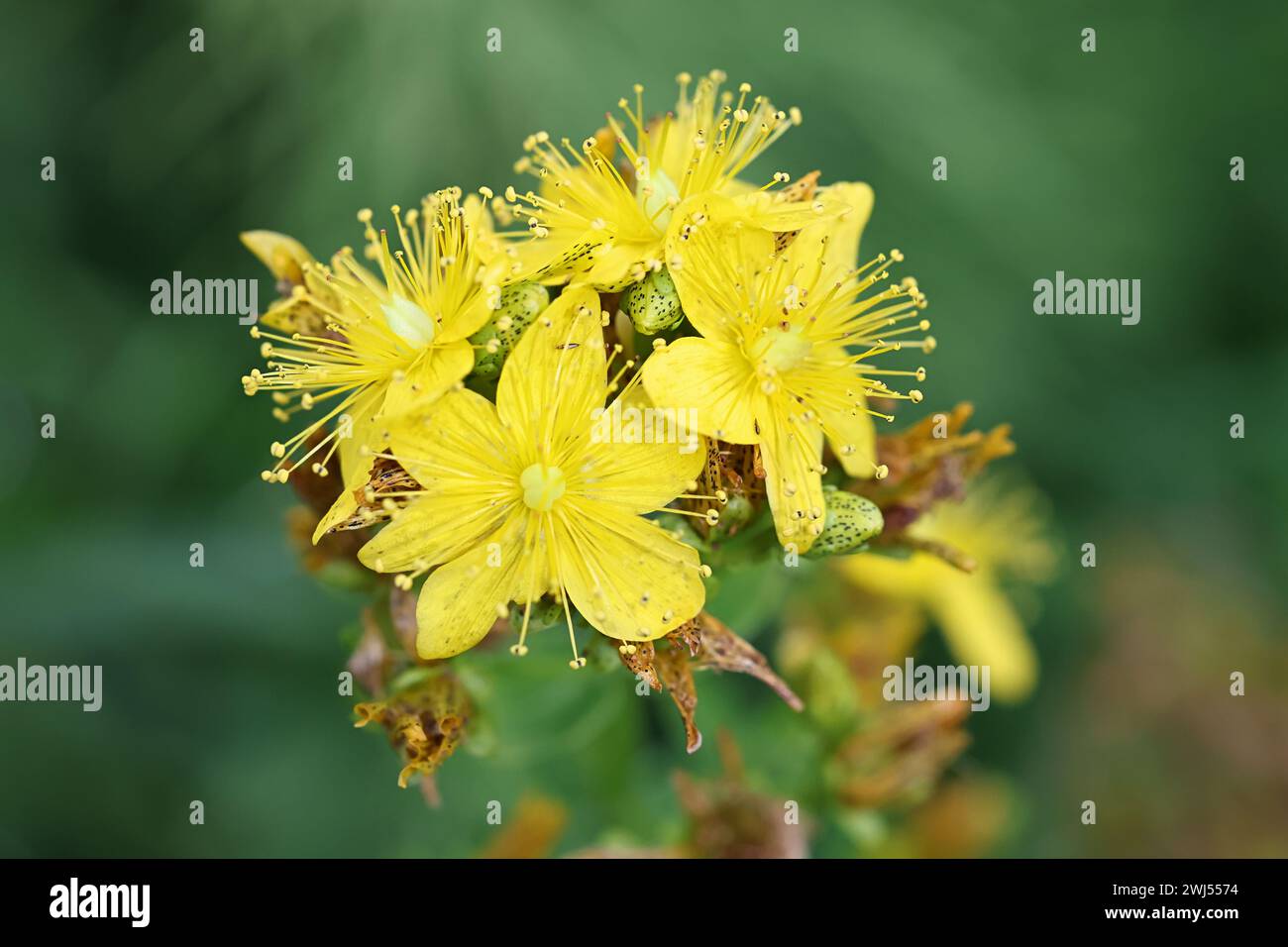 Hypericum maculatum, allgemein bekannt als Johanniskraut-Imperforat oder geflecktes Johanniskraut Johnswort, eine traditionelle wilde Heilpflanze aus Finnland Stockfoto