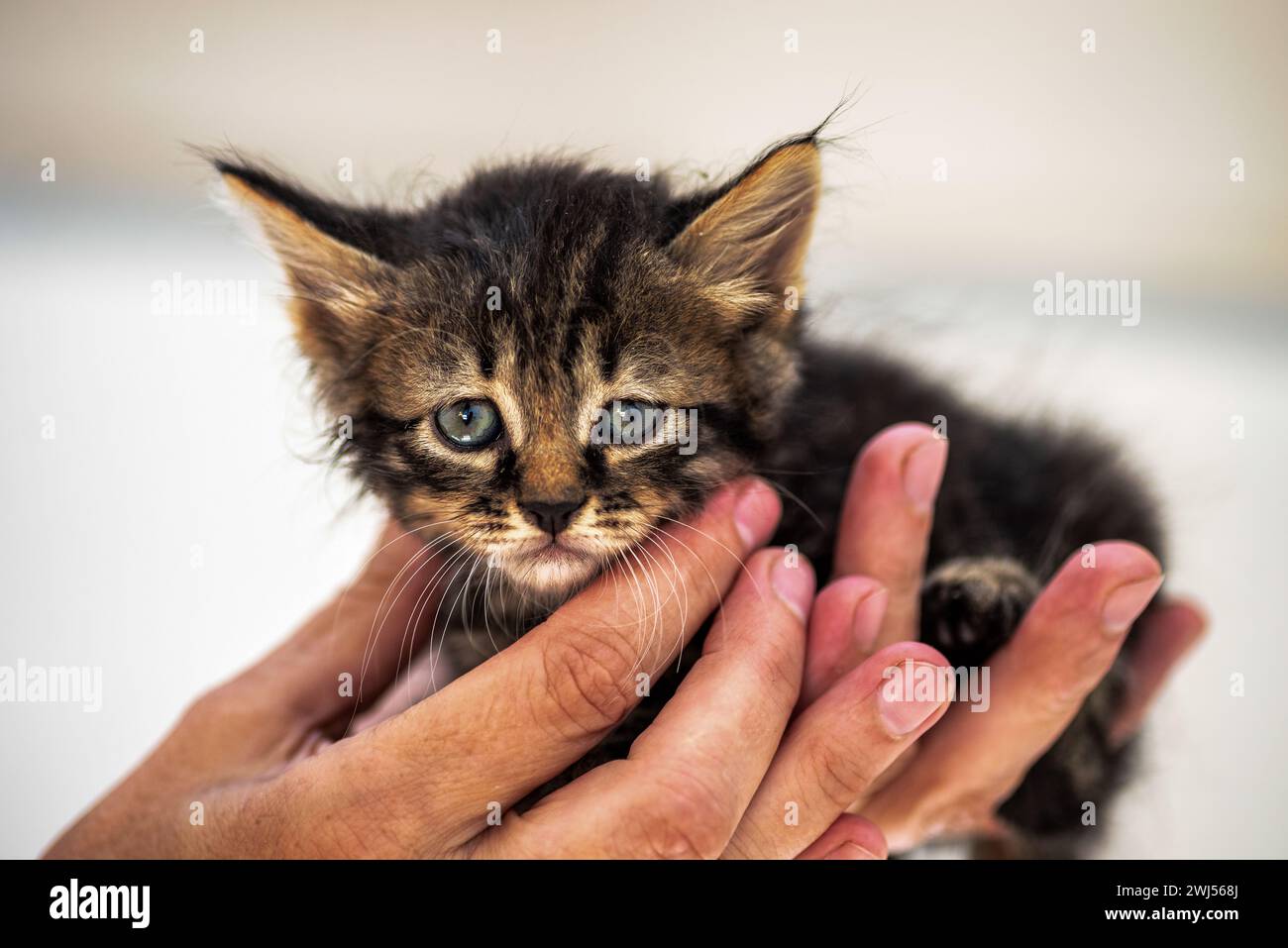 Armes kleines Tabbykätzchen in menschlichen Händen Stockfoto