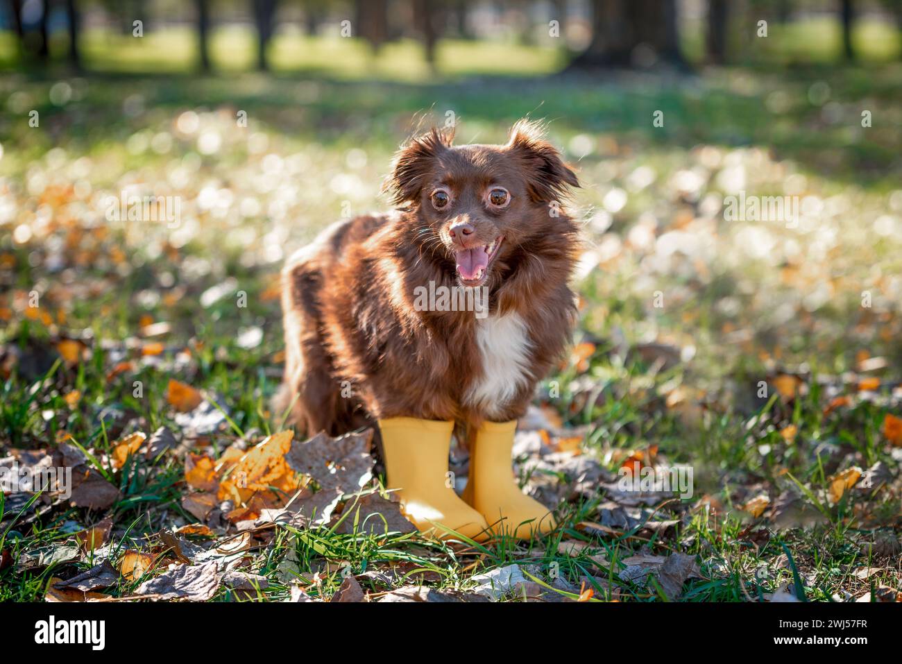 Dunkelroter Mischling-Hund in hellgelben Gummistiefeln in einem Herbstpark an einem sonnigen Tag Stockfoto