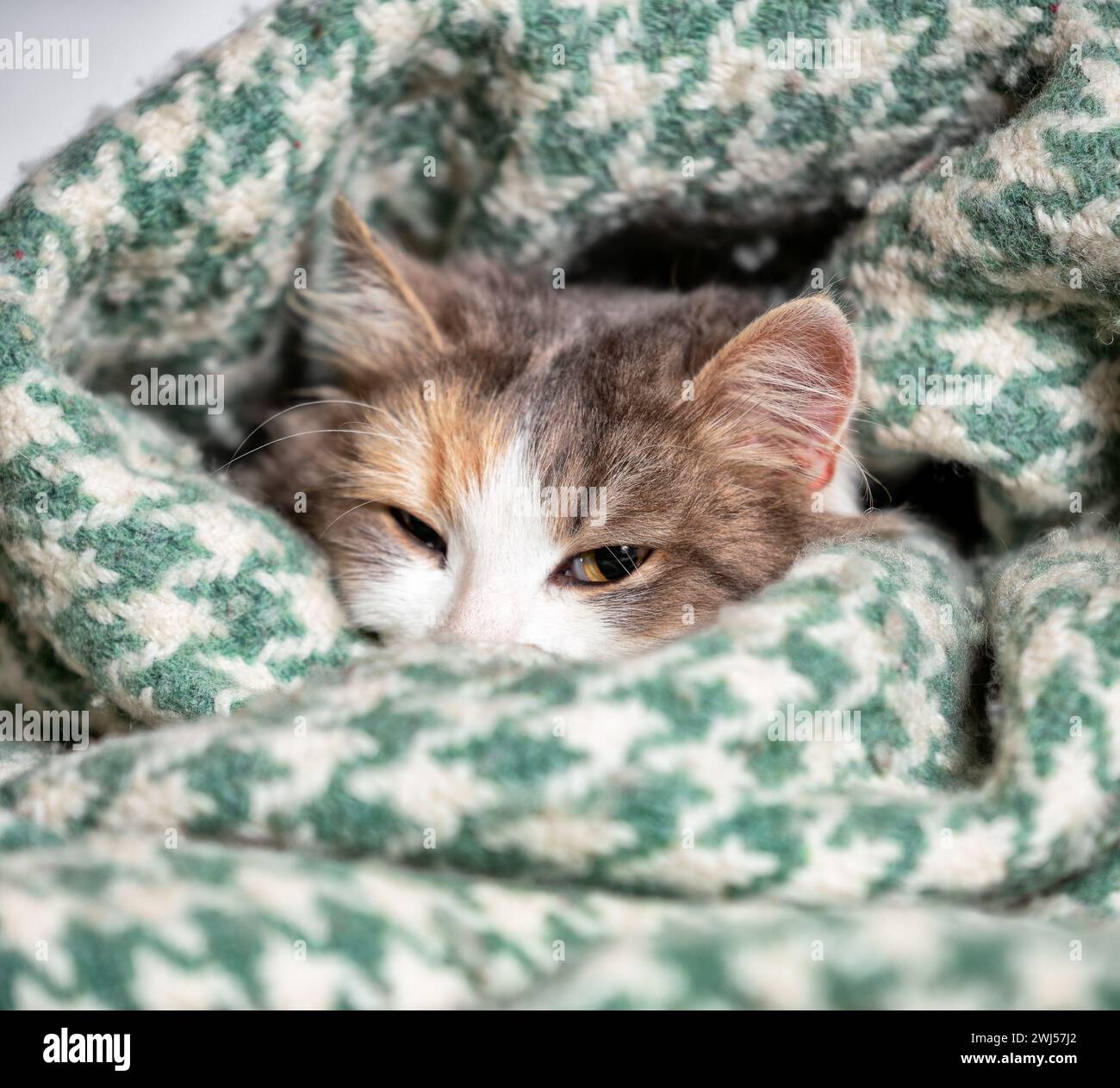 Winter-kalte Trikolore-Katze in eine warme Wolldecke gewickelt Stockfoto