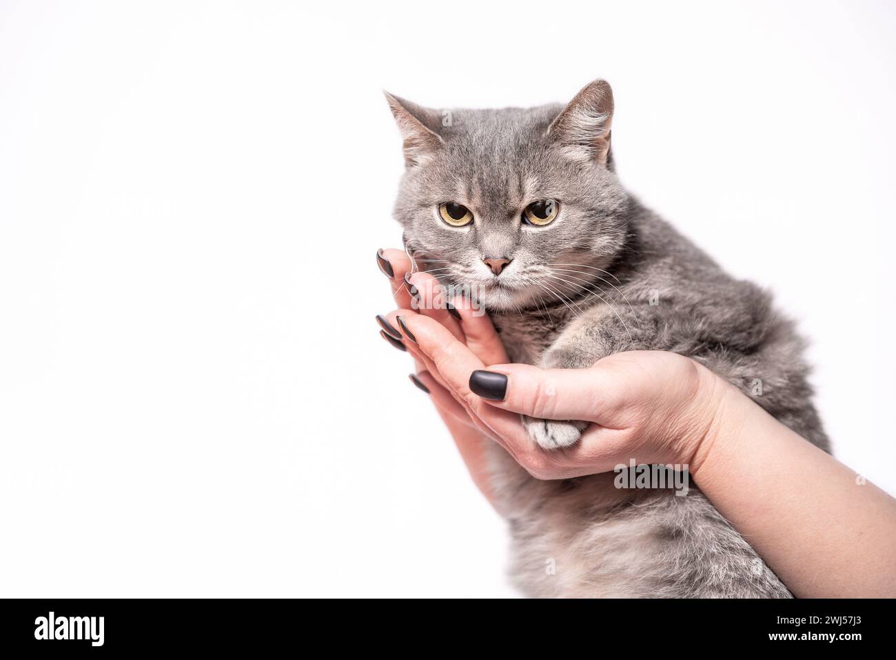 Katze der britischen Rasse Farbe Silber Tabby in weiblichen Händen auf weißem Atelierhintergrund Stockfoto
