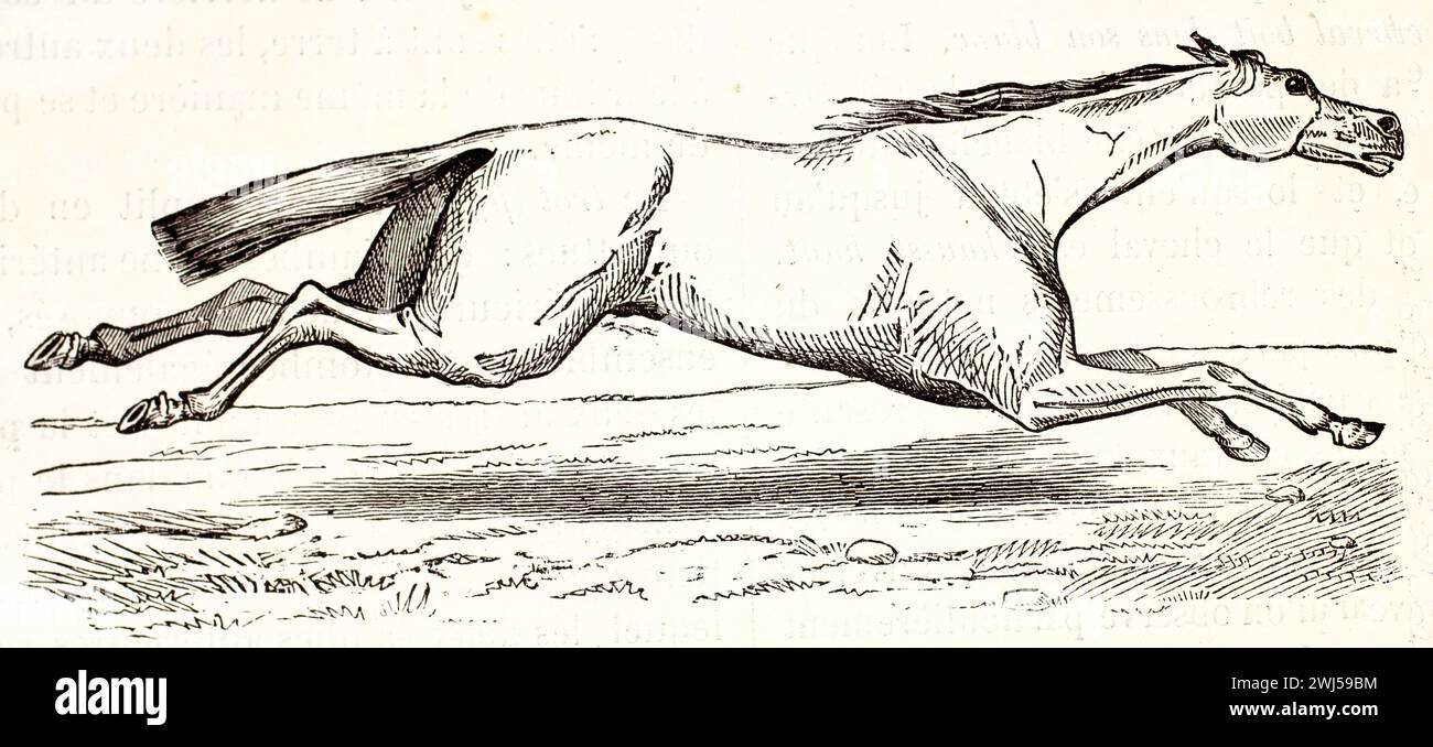 Alte gravierte Illustration eines galoppierenden Pferdes. Von unknowm Autor, veröffentlicht auf Brehm, Les Mammifers, Baillière et fils, Paris, 1878 Stockfoto