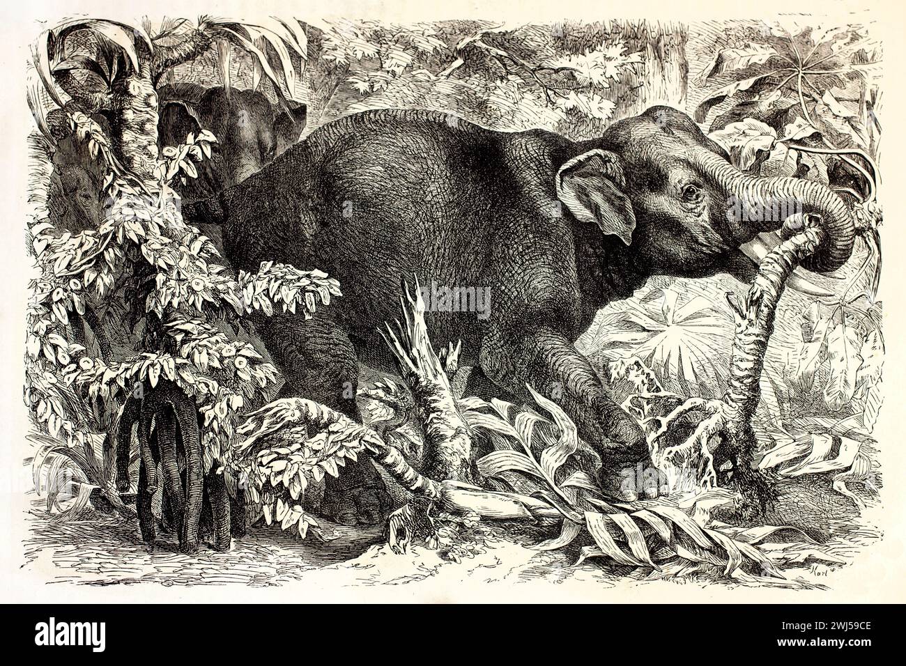 Alte gravierte Illustration des indischen Elefanten. Erstellt von Kretschmer und Iahrmargt, veröffentlicht auf Brehm, Les Mammifers, Baillière et fils, Paris, 1878 Stockfoto