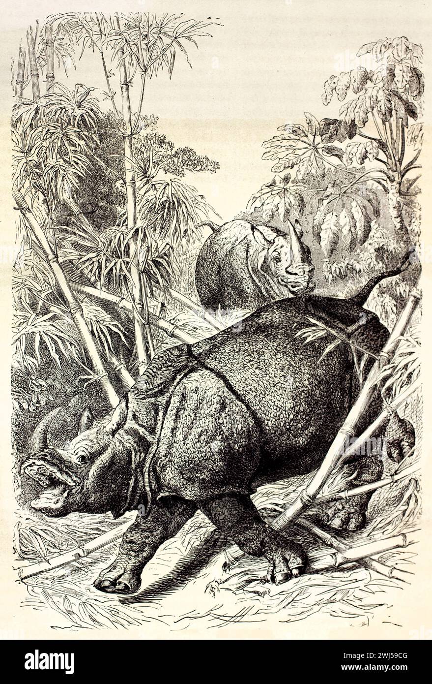 Indisches Nashorn (Rhinoceros unicornis), das durch den Bambuswald stürmt, Mund offen in Gesangsvorstellung. Veröffentlicht 1878 mit detailliertem Gravurstil. Stockfoto