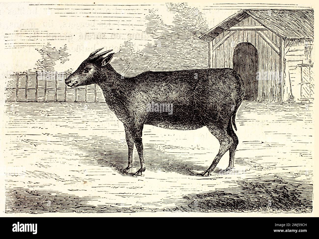 Tieflandanoa (Bubalus depressicornis) im Profil in der Nähe einer Scheunenanlage. Veröffentlicht 1878 mit detaillierter Gravurtechnik. Stockfoto