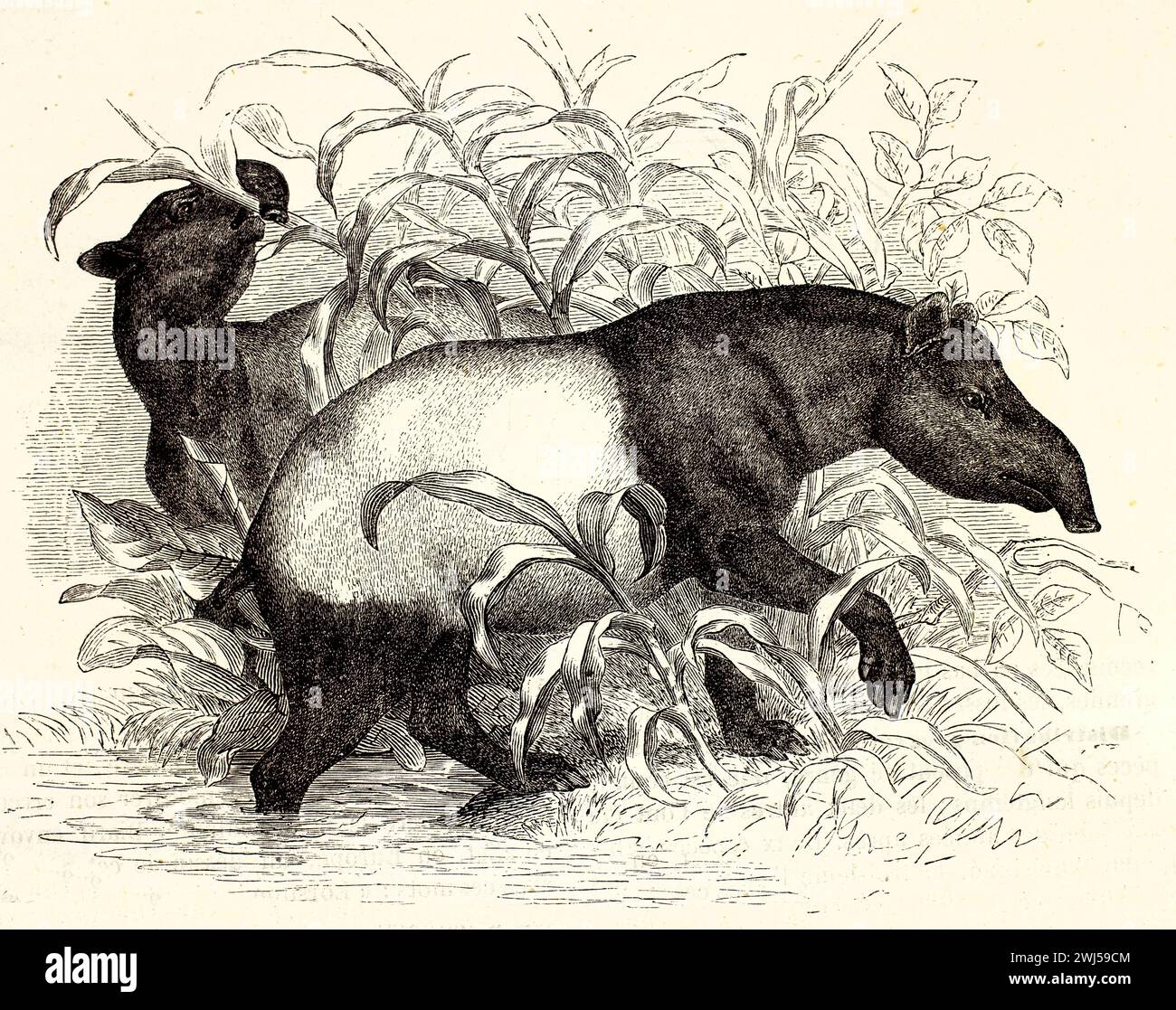 Malayische Tapire (Tapirus indicus) mit charakteristischen zweifarbigen Mänteln, eines aus dem Wasser, veröffentlicht 1878, fein gravierte naturalistische Darstellung. Stockfoto