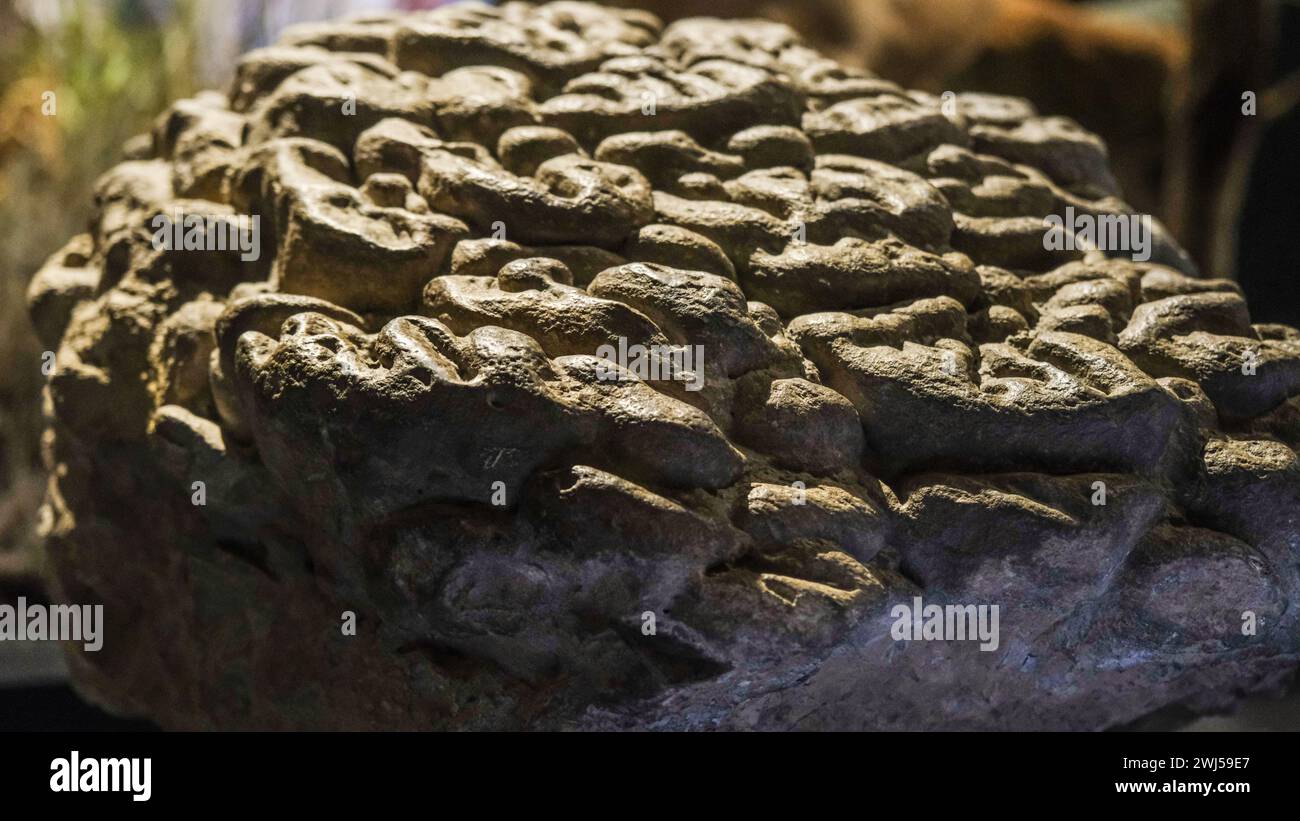 Eine Nahaufnahme eines Stromatolith-Fossils aus 3,5 Milliarden Jahren Stockfoto
