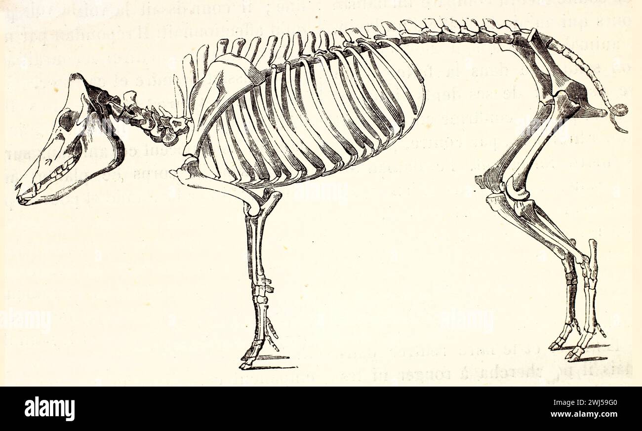 Schweineskelett als tierärztliche Referenz dargestellt, in statischer Seitenansicht mit detaillierter Knochenstruktur. Veröffentlicht im Jahr 1878. Stockfoto