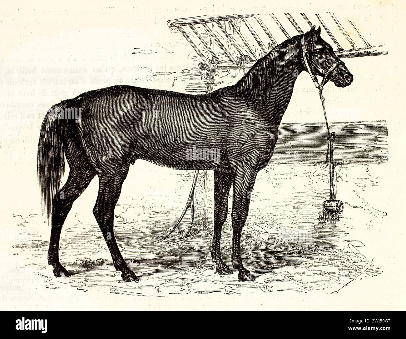 Elegantes Tarbes-Pferd im Profil, gefesselt in einem Stall. Antike Pferdegravur mit feinen Details. Veröffentlicht in Brehm's Mammifers, 1878. Stockfoto