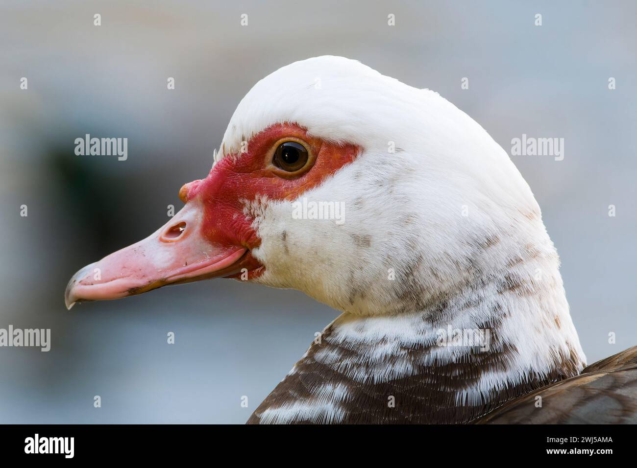 Porträt einer Moschusente (Cairina moschata) Stockfoto