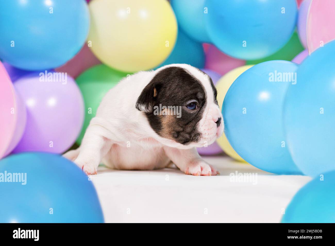 Winziger, dreiwöchiger, brauner französischer Bulldog-Hündchen zwischen bunten Ballons Stockfoto