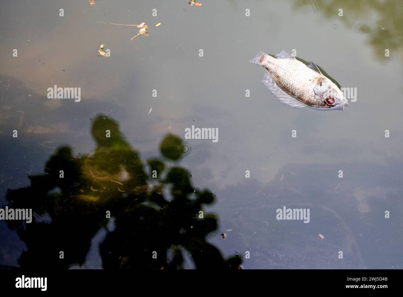 Tote Tilapia-Fische, die auf dem See schwimmen Stockfoto