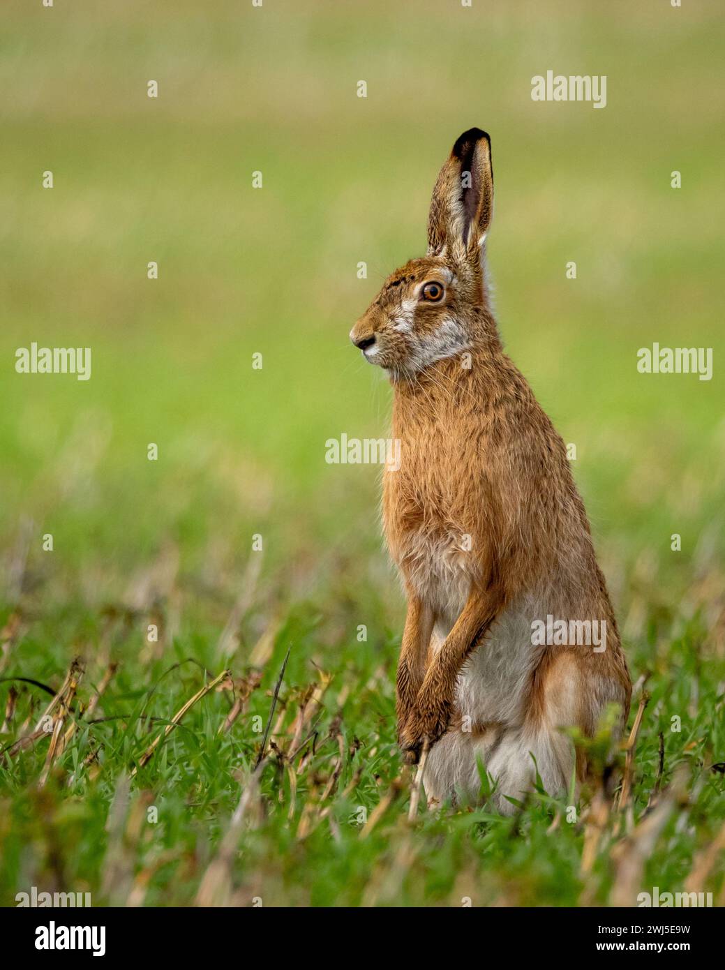Ein flauschiger brauner Hase in einem üppigen grünen Feld Stockfoto