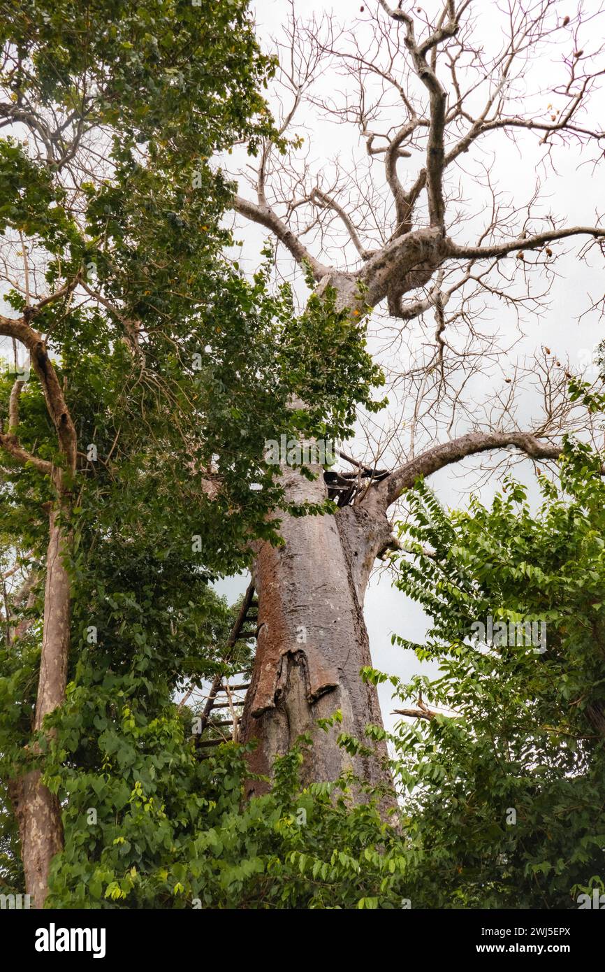 Ein Baobab-Baum, der im Wald des Arabuko Sokoke Forest in Malindi, Kenia wächst Stockfoto