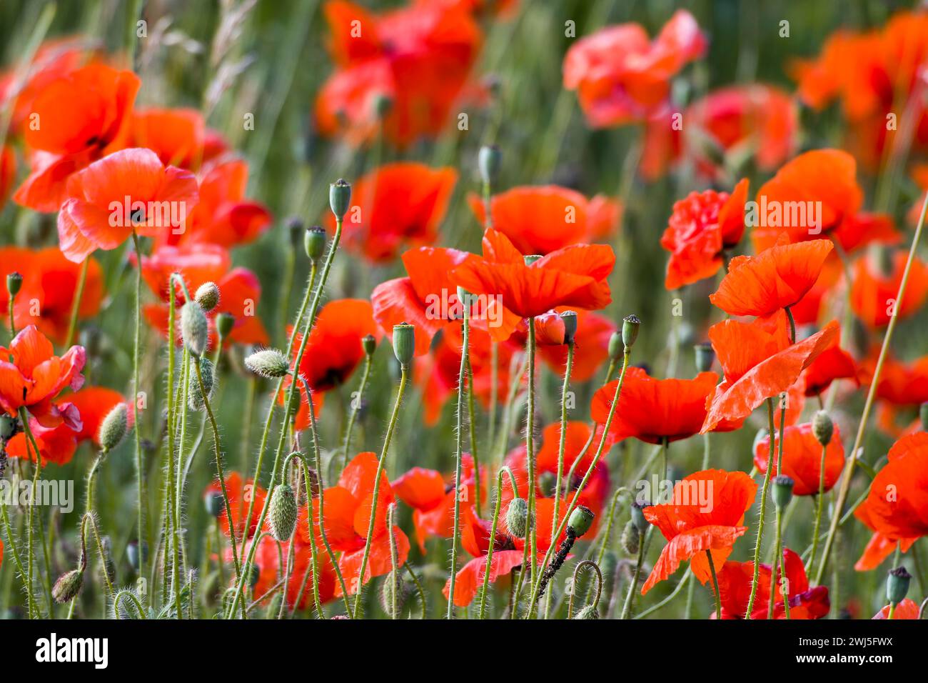 Poppy Field in Brandenburg Stockfoto