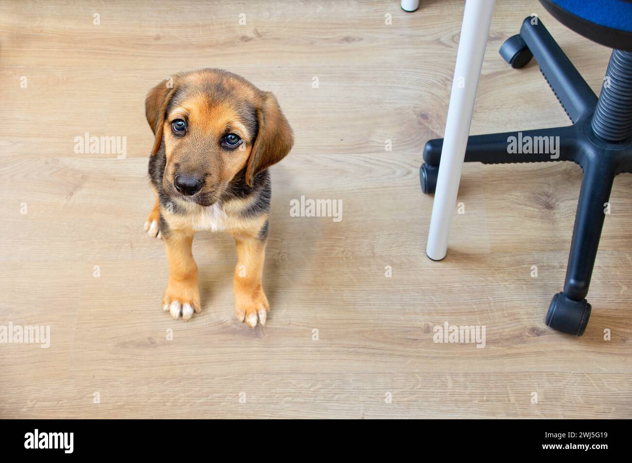 Aufnahme eines entzückenden Hundes, der langweilig aussieht, während er im Büro seines Besitzers sitzt Stockfoto