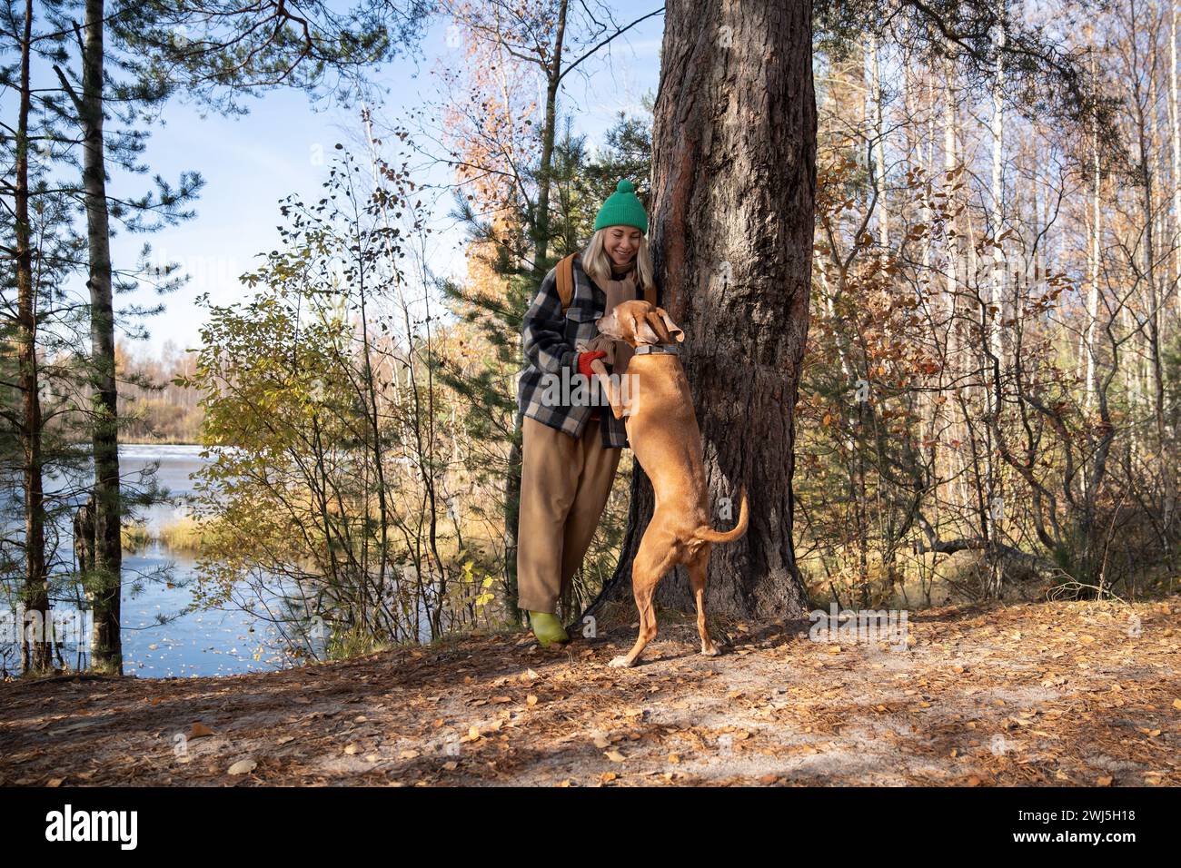 Der clevere, gehorsame Hund magyar vizsla steht auf Hinterpfoten, während der Tierbesitzer sich nach dem Wandern im Wald erholen kann Stockfoto