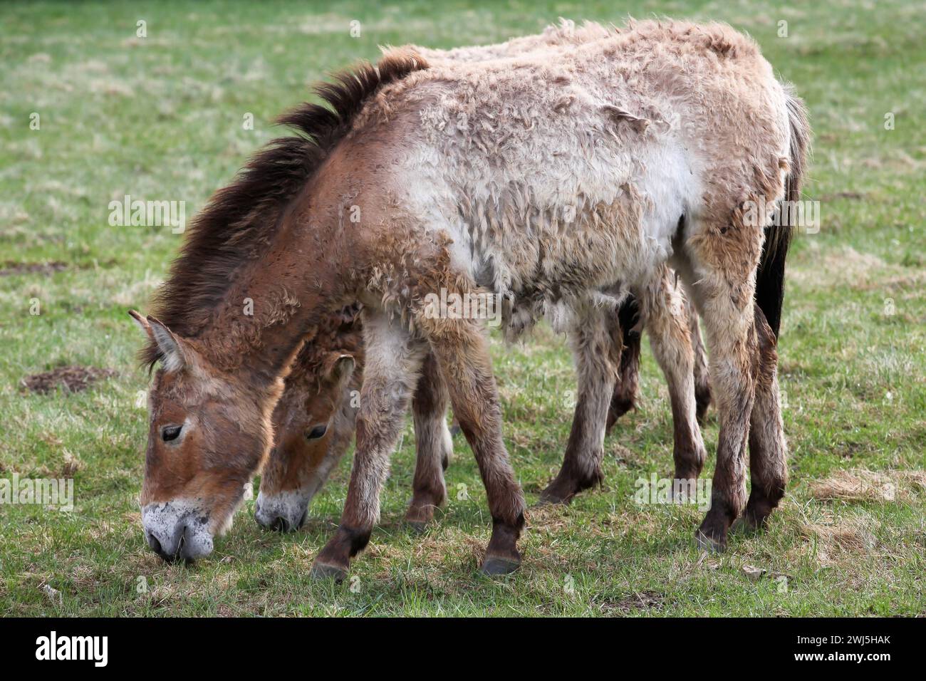 Przewalski's Pferde in einem Feld Stockfoto
