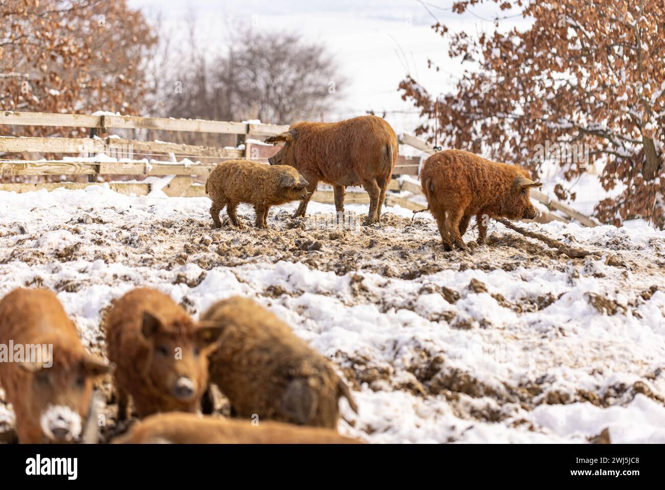 Gruppe junger Mangalitsa-Schweine im Winter auf dem Schnee. Stockfoto